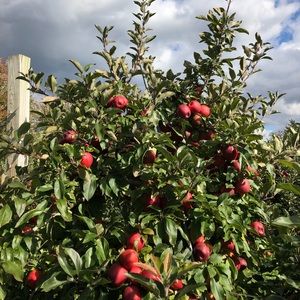 Meet your Posher, Jackie